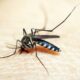 entenda-por-que-hemorragia-nao-e-o-principal-sintoma-da-dengue-grave