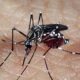 brasil-tem-391-mortes-por-dengue