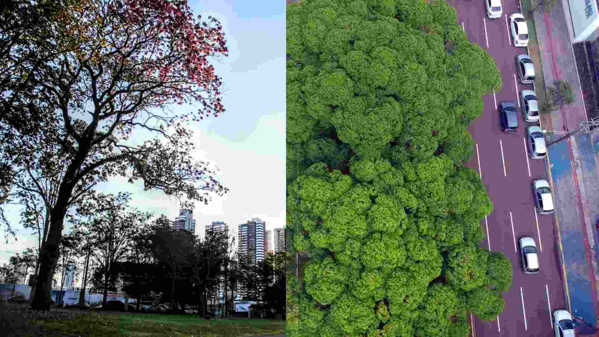 campo-grande-e-tres-lagoas-estao-entre-as-cidades-mais-arborizadas-do-mundo,-segundo-agencia-da-onu