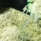 conab-suspende-leilao-para-compra-de-104-mil-toneladas-de-arroz-polido