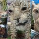 alvos-de-deboche,-animais-taxidermizados-tem-papel-valioso-em-bioparque
