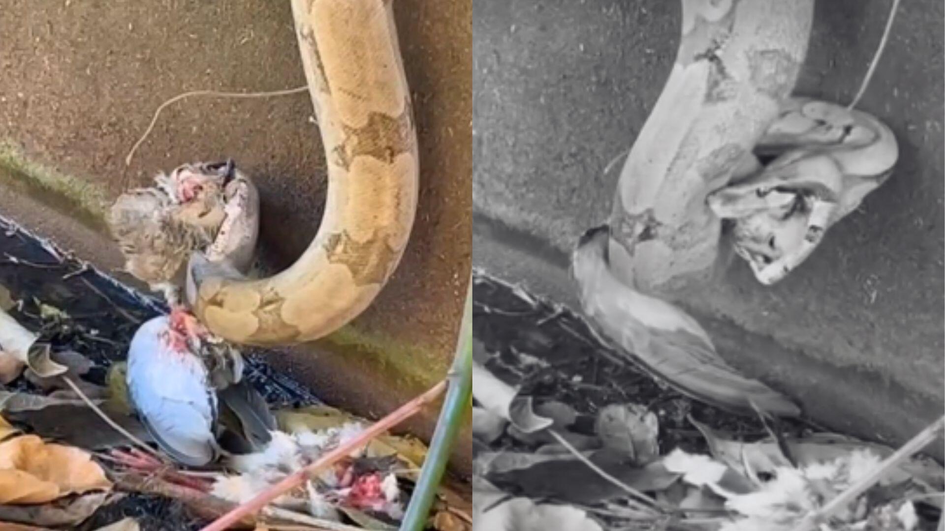 video:-cobra-'destrincha'-presa-com-gosto-em-cena-brutal-no-parque-dos-poderes