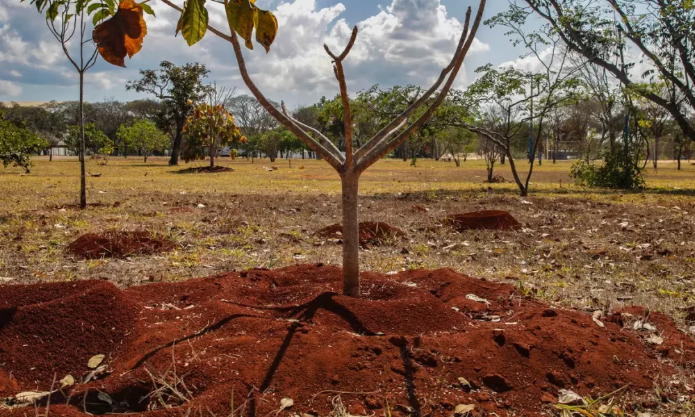 brasil-perdeu-16%-de-vegetacao-herbacea-e-arbustiva-em-38-anos-–-folha-de-dourados-–-noticias-de-dourados-ms-e-regiao