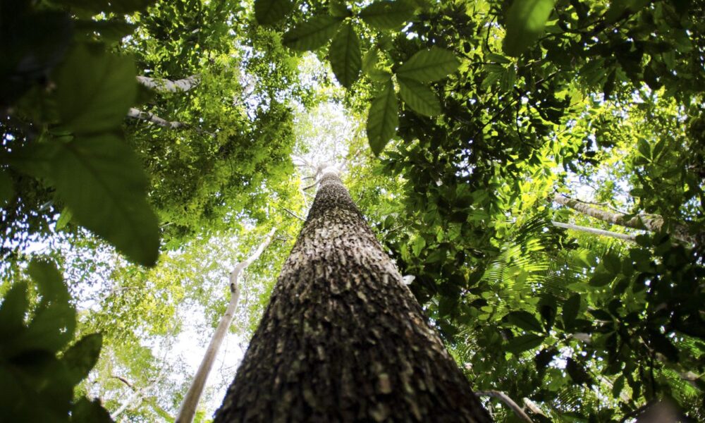 brasil-apresenta-na-cop-proposta-para-manter-florestas-tropicais-em-pe