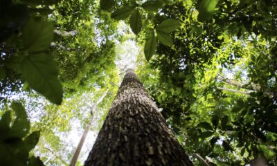brasil-apresenta-na-cop-proposta-para-manter-florestas-tropicais-em-pe