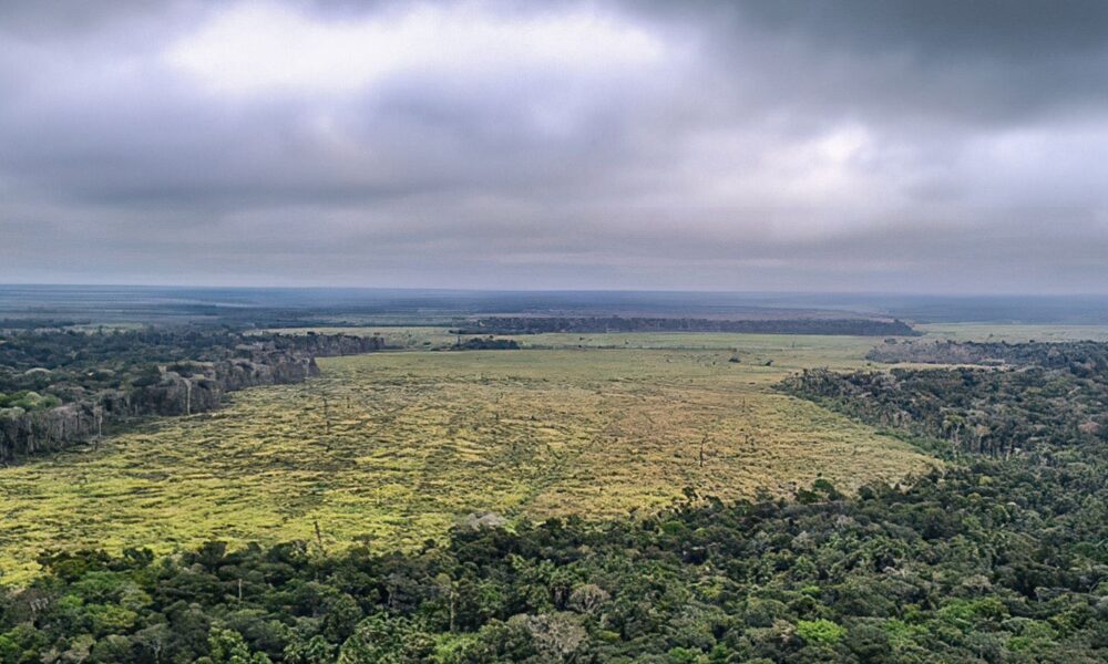 estudo-quer-fim-do-desmatamento-legal-para-zerar-gases-estufa-no-pais 