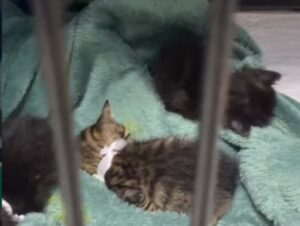 instituto-acolhe-animais-de-casa-no-universitario-onde-policia-foi-acionada-por-maus-tratos