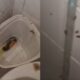 video:-passageiro-quase-passa-mal-em-banheiro-infestado-de-baratas-no-julio-de-castilho