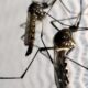 brasil-e-pais-com-mais-casos-de-dengue-no-mundo,-alerta-oms