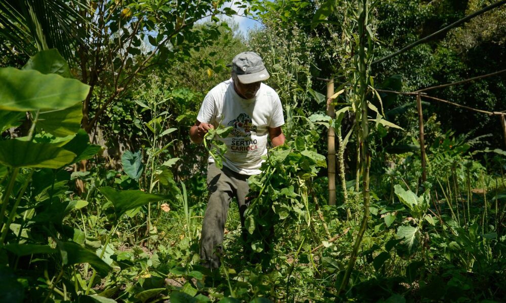 quilombo-no-rio-integra-o-programa-de-aquisicao-de-alimentos
