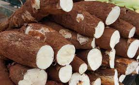 capacitacao-de-agricultores-indigenas-para-incremento-da-produtividade-de-mandioca-|-portal-prefeitura-de-dourados