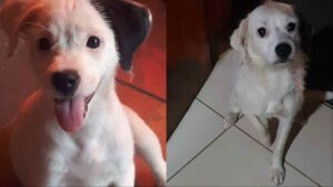 voce-me-viu?-cadelinha-zoe-desaparece-apos-queima-de-fogos-no-bairro-los-angeles