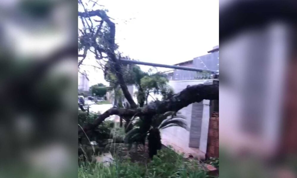 video:-temporal-causa-queda-de-arvore-que-derruba-muro-e-padrao-de-energia-na-rua-vitorio-zeolla