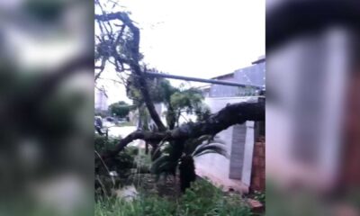 video:-temporal-causa-queda-de-arvore-que-derruba-muro-e-padrao-de-energia-na-rua-vitorio-zeolla