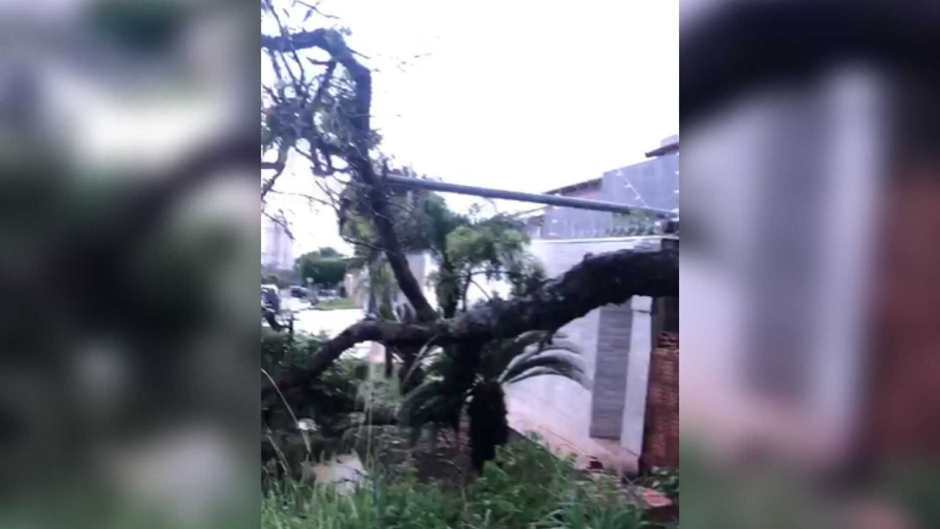 video:-temporal-causa-queda-de-arvore-que-derruba-muro-e-padrao-de-energia-na-rua-vitorio-zeolla