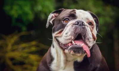 10-racas-de-cachorro-que-mais-sofrem-com-o-calor-–-folha-de-dourados-–-noticias-de-dourados-ms-e-regiao