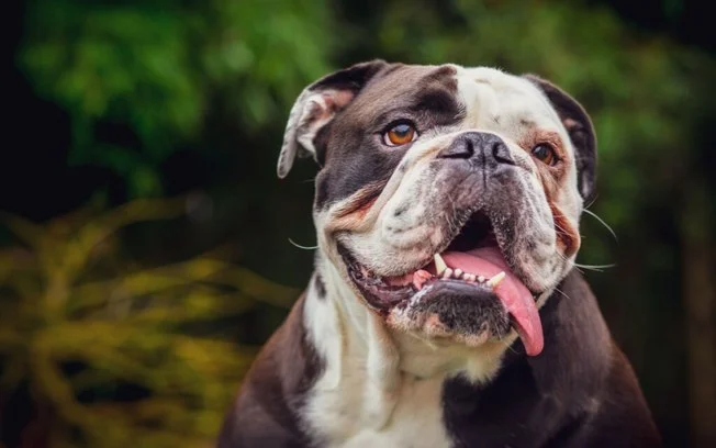 10-racas-de-cachorro-que-mais-sofrem-com-o-calor-–-folha-de-dourados-–-noticias-de-dourados-ms-e-regiao