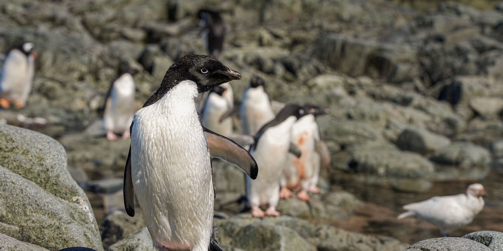 cientistas-analisam-microplasticos-em-fezes-de-pinguins-na-antartica