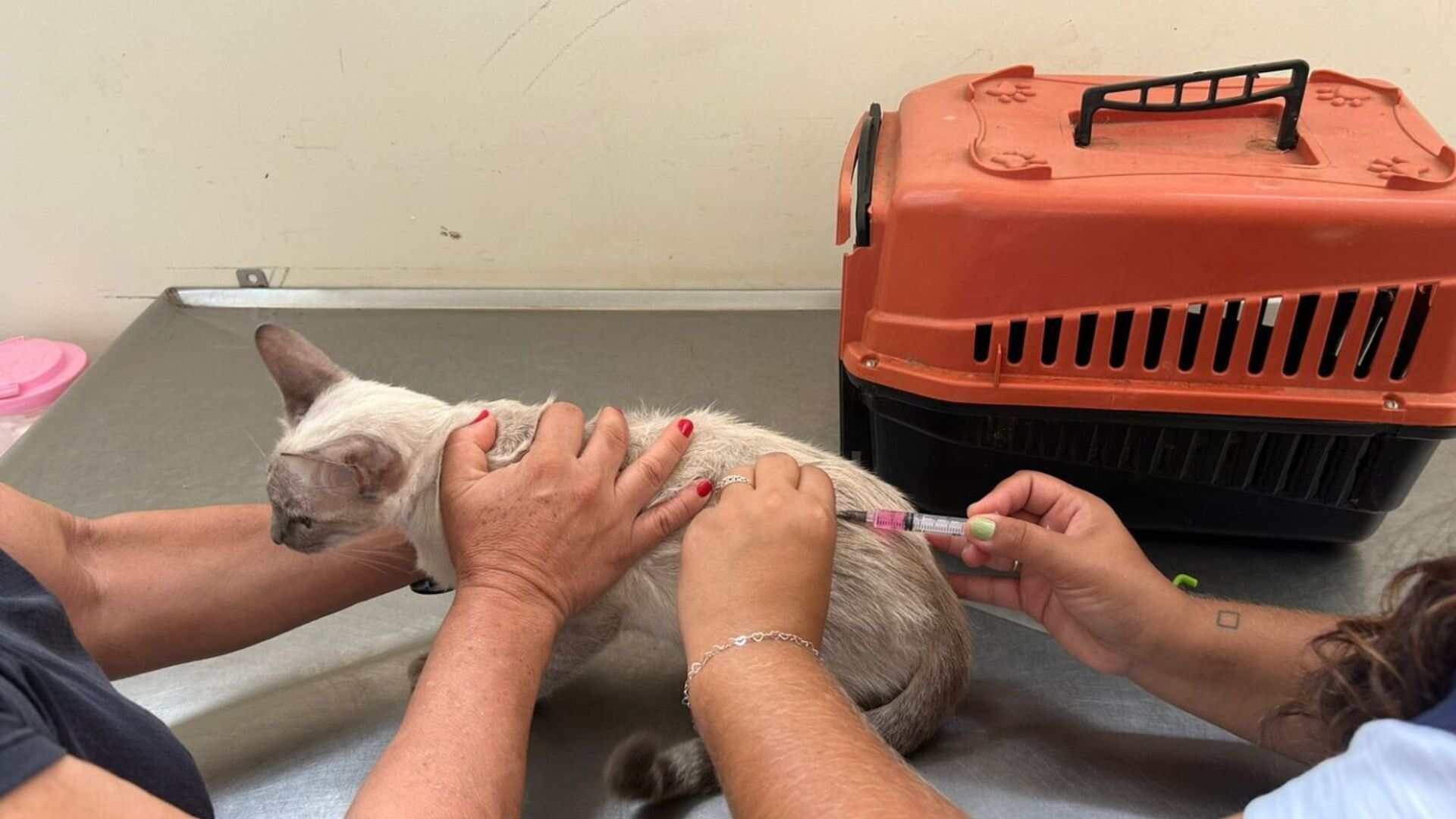 seu-pet-esta-com-as-vacinas-em-dia?-entenda-a-importancia-de-manter-o-calendario-atualizado