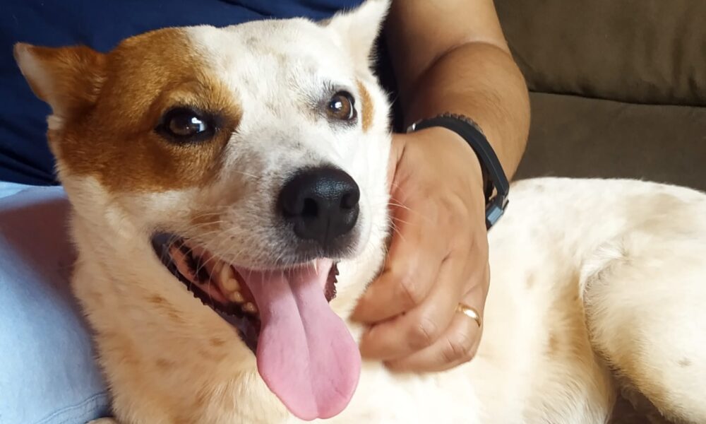 ultimo-dia-para-inscricao-no-programa-municipal-de-castracao-de-caes-e-gatos-|-portal-prefeitura-de-dourados