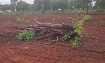 assentado-e-multado-por-exploracao-ilegal-de-vegetacao-nativa-em-aquidauana