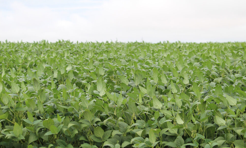 produtores-rurais-avaliam-safra-soja-2023-2024-de-ms-em-sindicato-rural