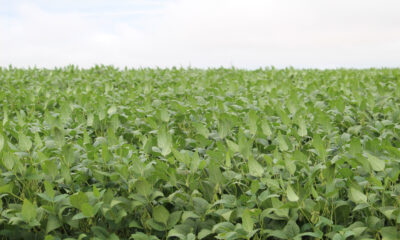 produtores-rurais-avaliam-safra-soja-2023-2024-de-ms-em-sindicato-rural