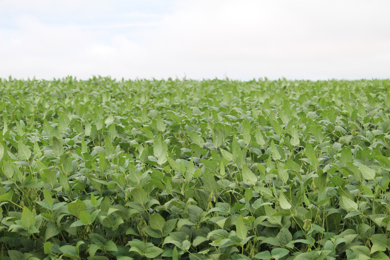 produtores-rurais-avaliam-safra-soja-2023-2024-de-ms-em-sindicato-rural