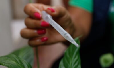 ministra-pede-apoio-da-populacao-para-eliminar-focos-de-dengue-em-casa