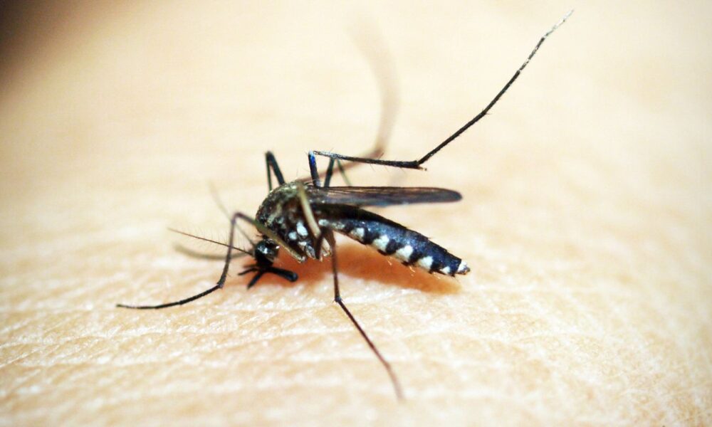 com-28,8-mil-casos,-sao-paulo-tem-plataforma-sobre-situacao-da-dengue