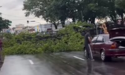 arvore-cai-e-interdita-transito-na-rua-13-de-maio-em-campo-grande