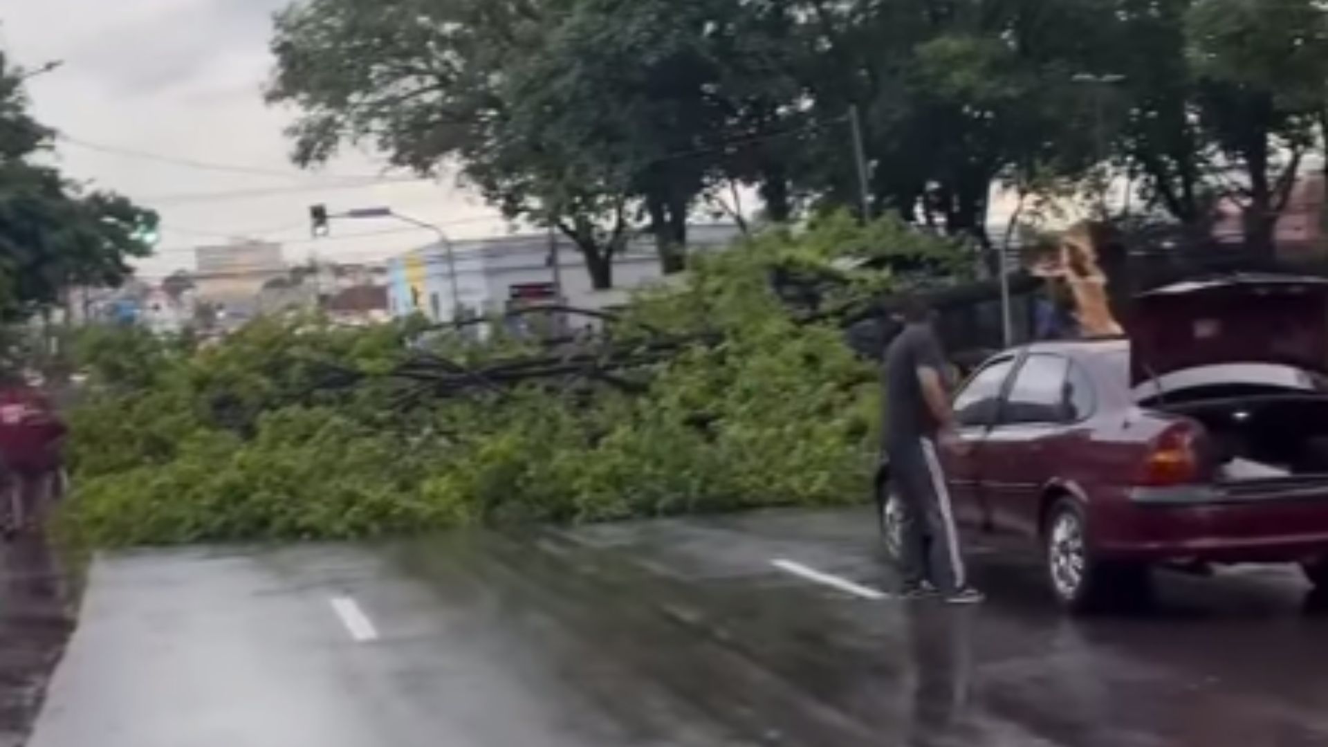 arvore-cai-e-interdita-transito-na-rua-13-de-maio-em-campo-grande