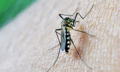 casos-de-dengue-em-gestantes-aumentam-345%-em-2024,-no-pais