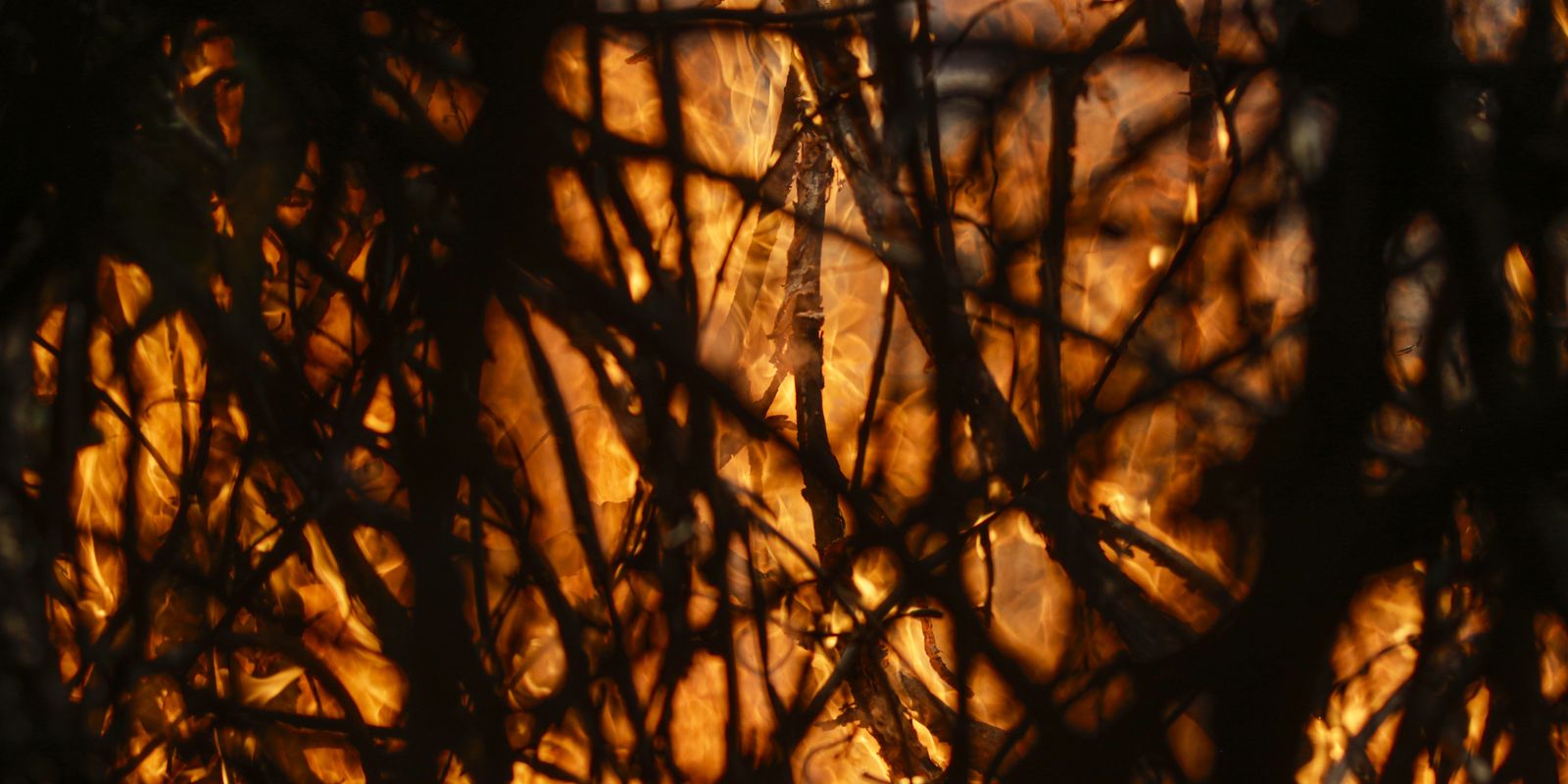 entenda-a-estrategia-do-brasil-para-a-transformacao-ecologica