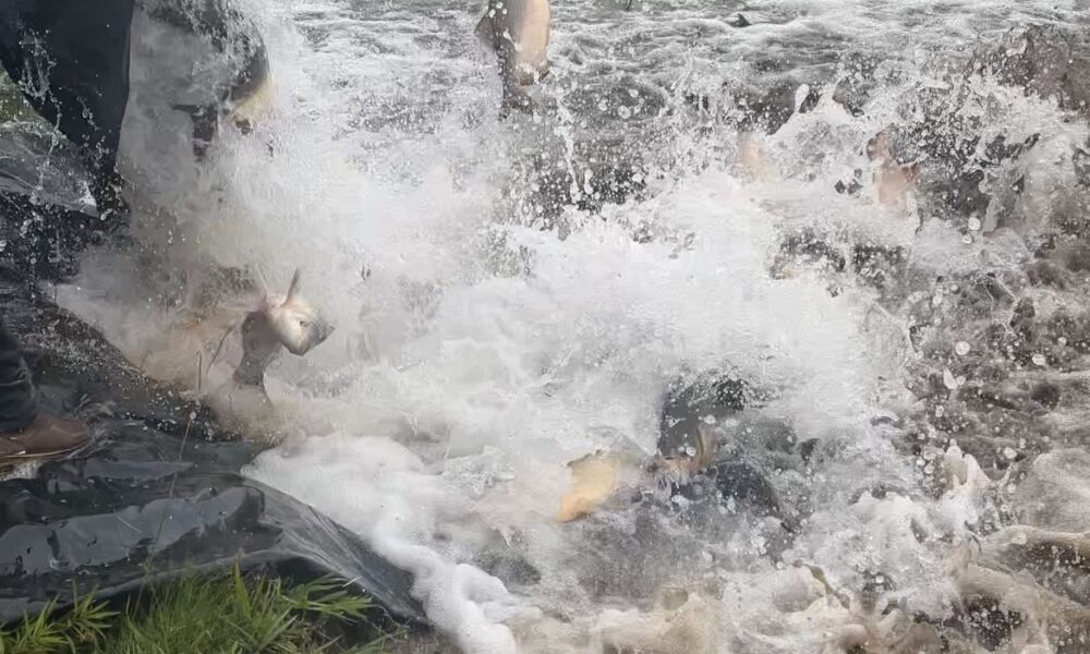 parques-antenor-martins-e-rego-d’agua-recebem-mais-de-3,5-toneladas-de-peixes-para-semana-santa-|-portal-prefeitura-de-dourados