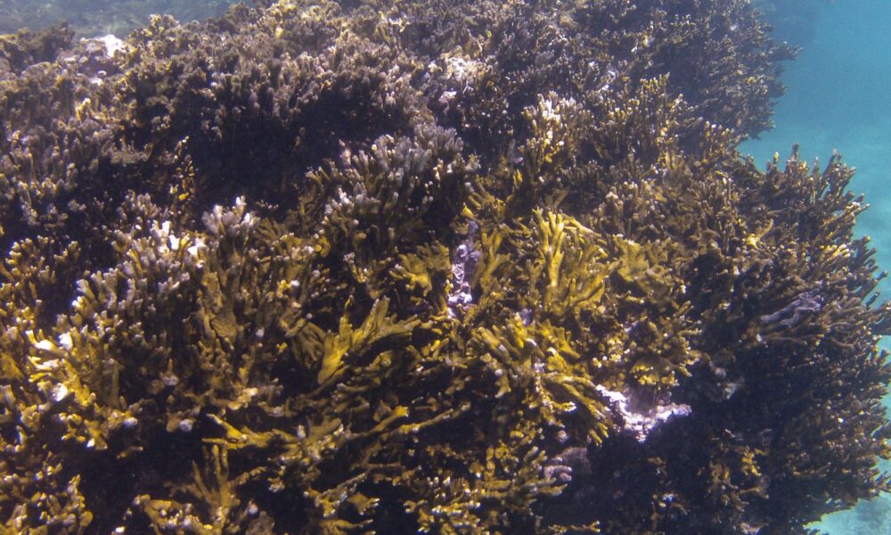 bndes-criara-fundo-de-r$-60-milhoes-para-preservacao-de-corais