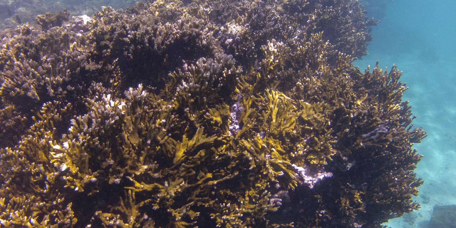 bndes-criara-fundo-de-r$-60-milhoes-para-preservacao-de-corais