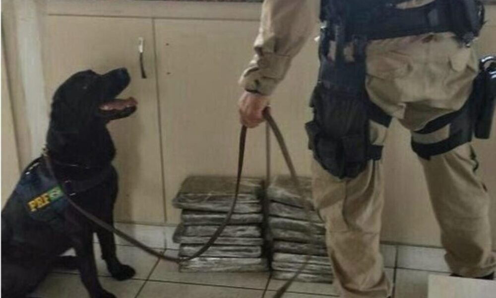 policia-rodoviaria-federal-ms-se-despede-da-k9-meg