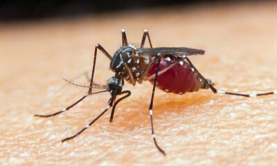 malaria:-gestantes,-criancas-e-pessoas-vulneraveis-sao-mais-afetadas