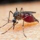 malaria:-gestantes,-criancas-e-pessoas-vulneraveis-sao-mais-afetadas