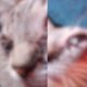 gatinho-nino-de-3-anos,-pode-perder-a-visao-apos-ter-olhos-furados-e-tutora -suspeita-de-maus-tratos
