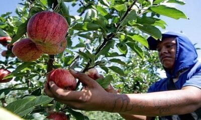 mpt-e-mpf-ms-emitem-recomendacao-para-combater-a-exploracao-de-trabalhadores-indigenas-nas-plantacoes-de-maca-no-sul-do-pais-–-folha-de-dourados-–-noticias-de-dourados-ms-e-regiao