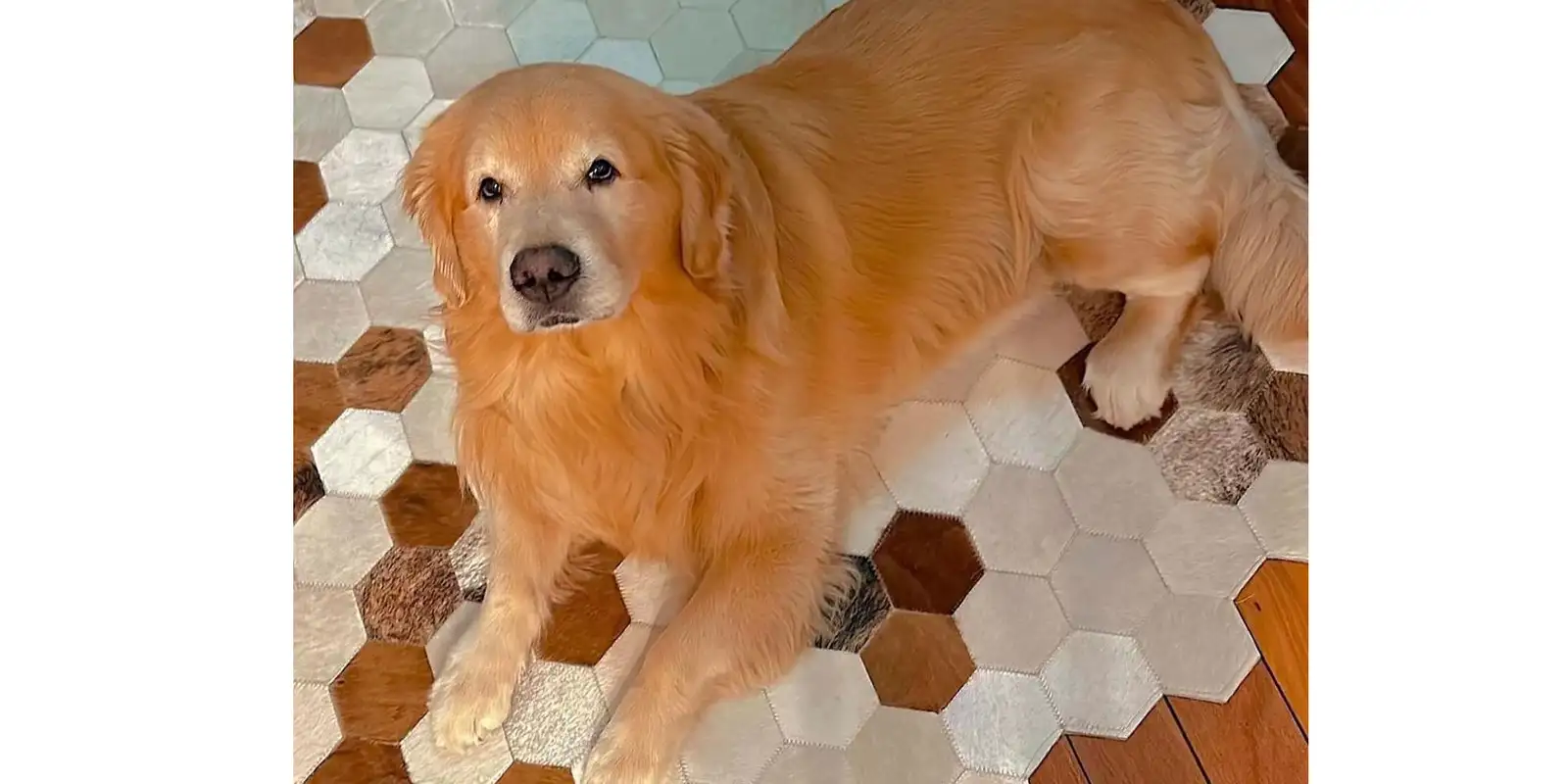 camara-aprova-projeto-que-obriga-aereas-a-rastrear-transporte-de-pets