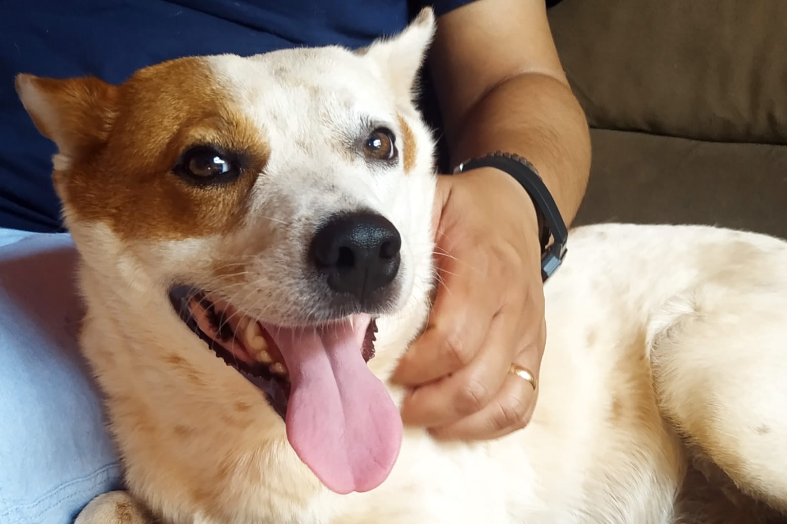 prefeitura-e-ccz-concluem-nesta-segunda-feira-a-1a-fase-do-programa-municipal-de-castracao-|-portal-prefeitura-de-dourados