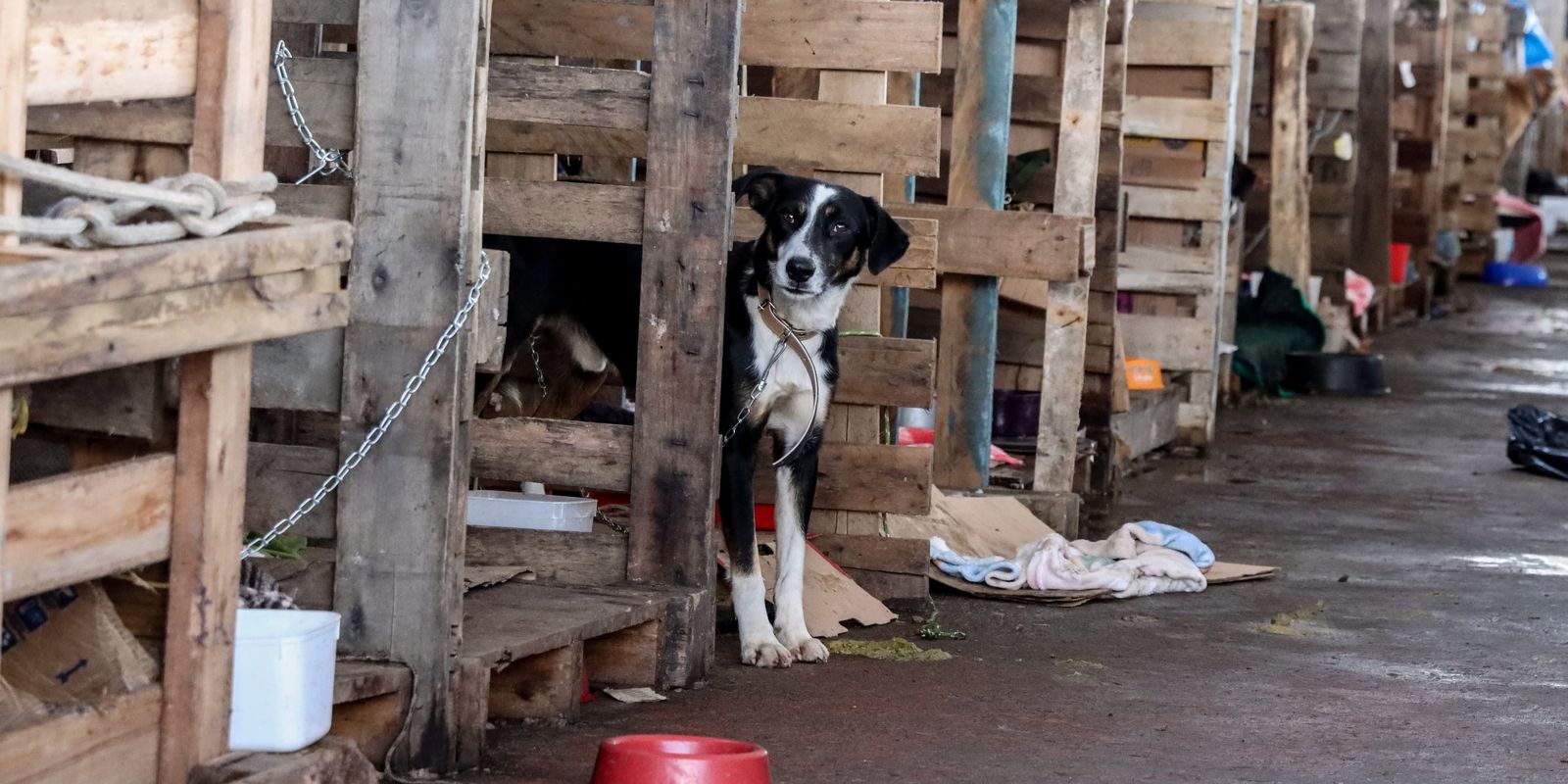 rio-grande-do-sul-lanca-plano-de-ajuda-a-animais