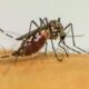 com-6,3-milhoes-de-casos-provaveis,-brasil-lidera-ranking-de-dengue
