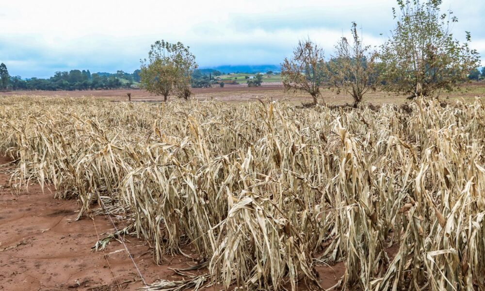 cheias-afetaram-mais-de-206-mil-propriedades-rurais,-diz-emater-rs