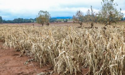 cheias-afetaram-mais-de-206-mil-propriedades-rurais,-diz-emater-rs