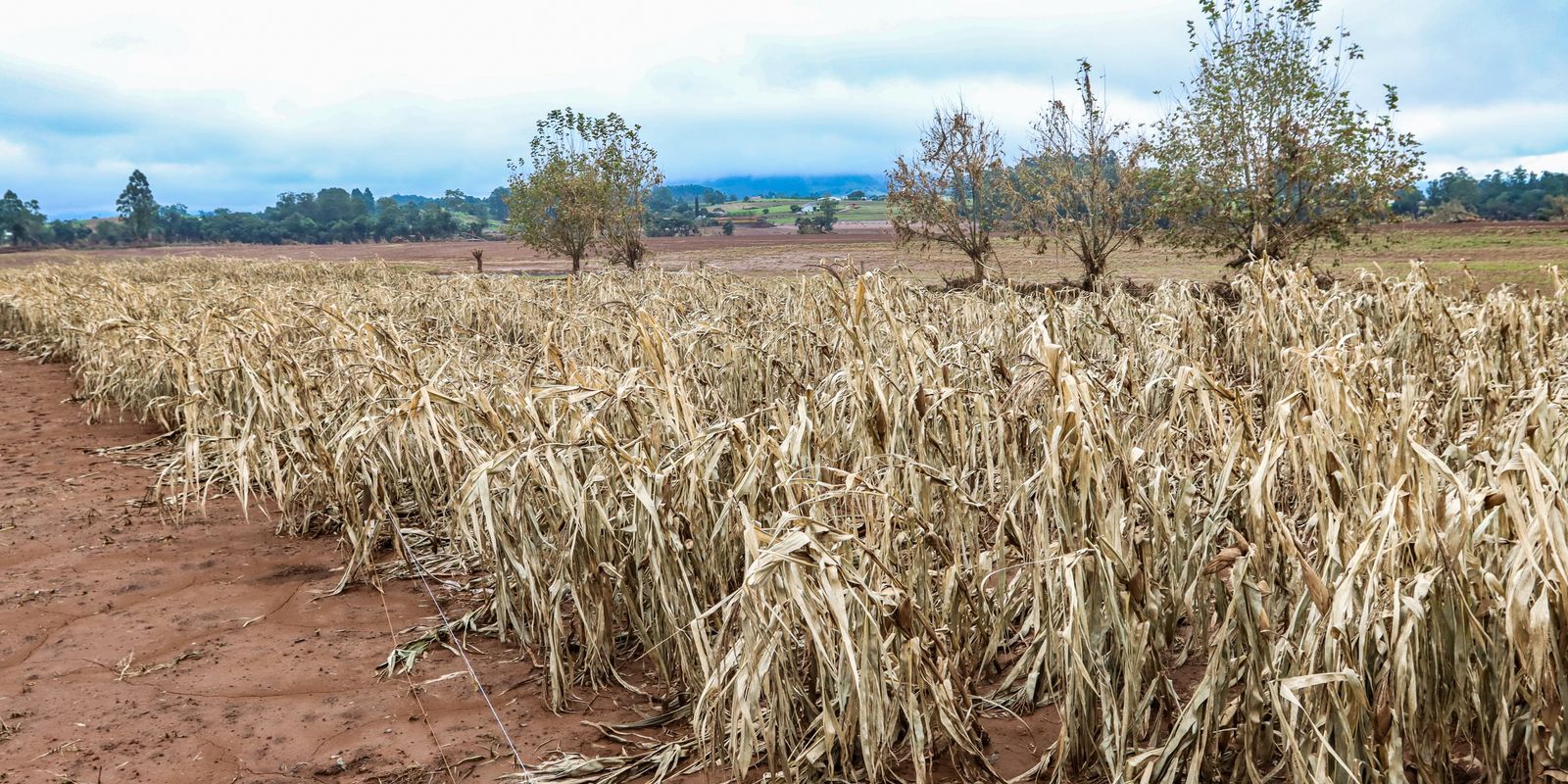 cheias-afetaram-mais-de-206-mil-propriedades-rurais,-diz-emater-rs