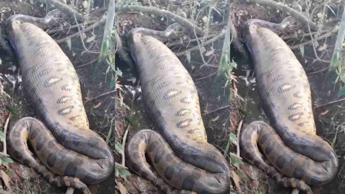 video-impressionante-mostra-sucuri-'inchada'-apos-engolir-capivara-inteira-em-ms